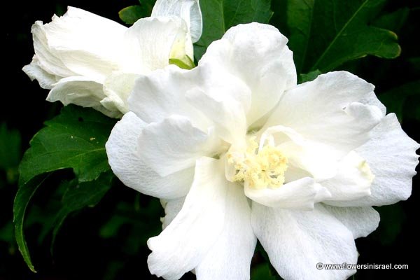 Rose of Sharon